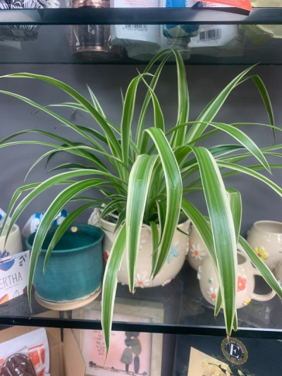 Spider plant - Medium spider plant that can go with or without a nice pot