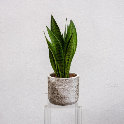 Sansevieria in Pot - Snake plants are best in bright, indirect sunlight, even low light can be tolerated by these beauties. Avoid the temptation to over-water, only water when the top third of the soil feels dry. Snake plants are native to Africa, Madagascar and Southern Asia.
